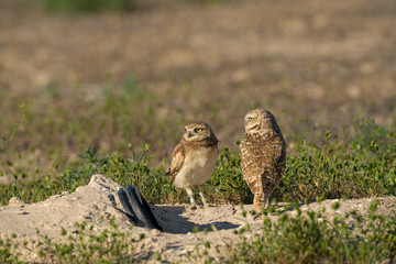 Adult Burrowing Owl grooms a fledgling owl outside their burrow