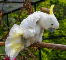 Yellow Crested Cookatoo Parrot Close up View showing white feather yellow head feathers eyes and...