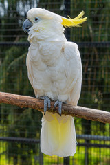 Yellow Crested Cookatoo Parrot Close up View showing white feather yellow head feathers eyes and...