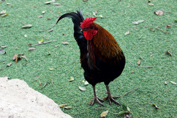 A rooster in a safari park in Ramat Gan. Israel 2017.