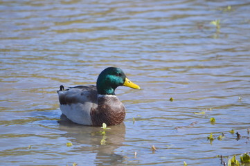 duck in pond