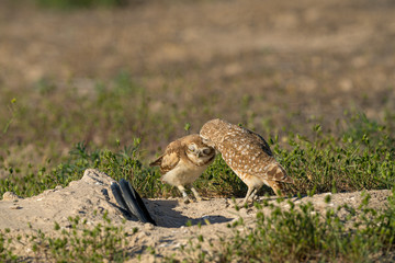 Adult Burrowing Owl grooms a fledgling owl outside their burrow