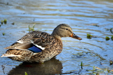 duck in water