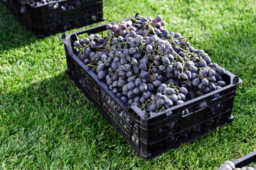 Baskets of Ripe bunches of black grapes outdoors. Autumn grapes harvest in vineyard on grass ready...