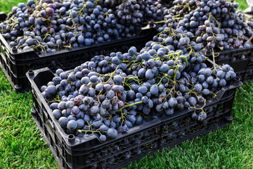 Baskets of Ripe bunches of black grapes outdoors. Autumn grapes harvest in vineyard on grass ready...