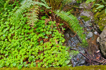 Redwood sorrel (Oxalis oregana) and sword fern (Polystichum munitum) growing by a stream in the lush understory of Muir Woods California - obrazy, fototapety, plakaty