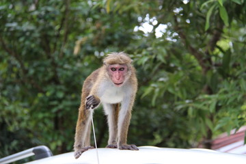 Monkey sirlanka 