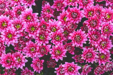 The background image of a pink zinnia petals and yellow pollen beautiful.