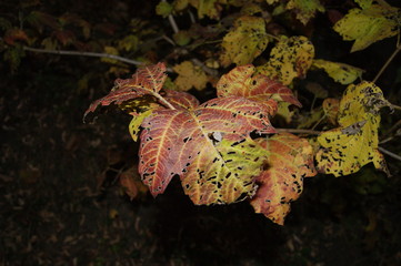 leaves in the forest spoiled by insects in holes.