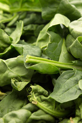 This is a photograph of fresh baby Spinach