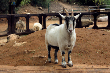 British Alpine goat, safari park in Ramat Gan. Israel 2017