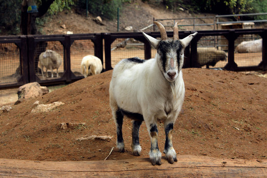 British Alpine Goat, Safari Park In Ramat Gan. Israel 2017