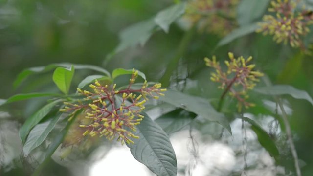 Planta Rubiaceae en rama de &aacute;rbol 