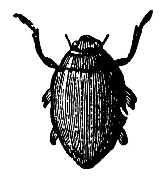 Gyrinus Natator vintage illustration.