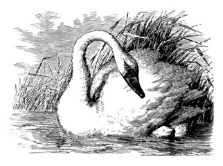Whistling Swan vintage illustration. © Morphart