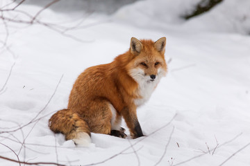 A red fox in winter