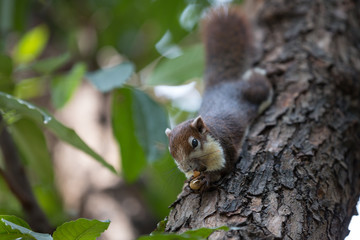 Cute squirrel eating nut on a tree branch