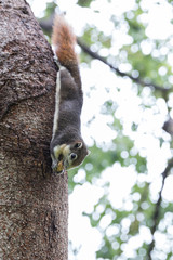 Cute squirrel eating nut on a tree branch