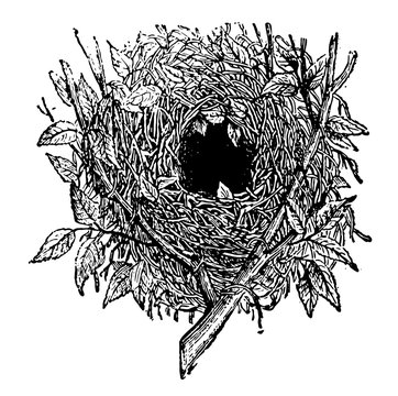 Nest Of Wren Vintage Illustration.