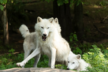 A profile of an Arctic Wolf