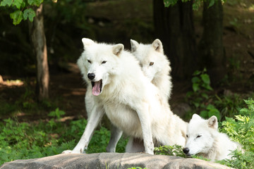 A profile of an Arctic Wolf