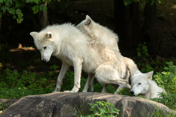 Obraz premium A profile of an Arctic Wolf