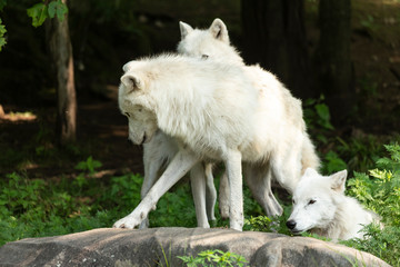 A profile of an Arctic Wolf