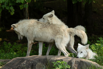 Obraz premium A profile of an Arctic Wolf