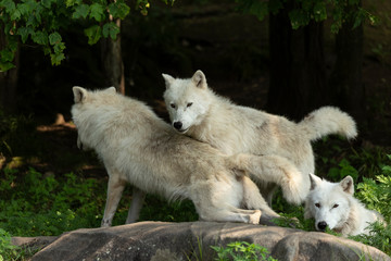 Obraz premium A profile of an Arctic Wolf