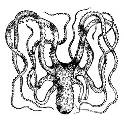 Octopus Macropus vintage illustration. © Morphart