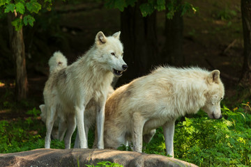 Fototapeta premium A profile of an Arctic Wolf