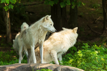 A profile of an Arctic Wolf © Joe