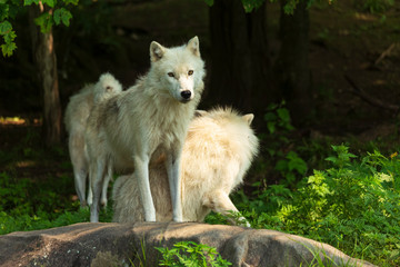 A profile of an Arctic Wolf