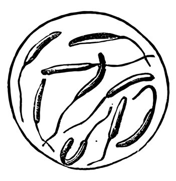 Rooster Seman, vintage illustration.