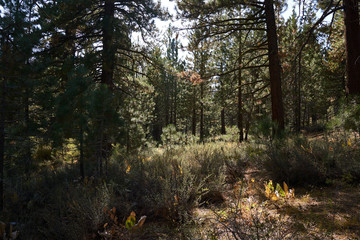 Sunlight filters thru the Ponderosa pine trees and low growing sage grass in the early aumumn