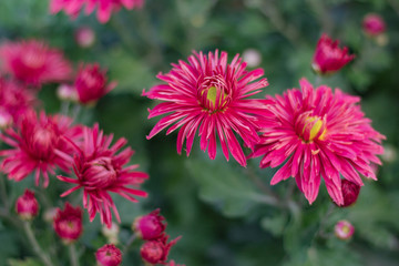 Beautiful  chrysanthemums close up in autumn Sunny day in the garden. Autumn flowers. Flower head