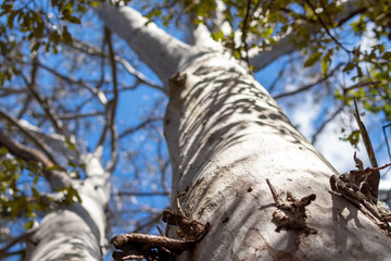 tall tree looking up