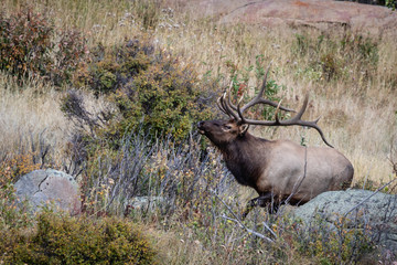 bull elk in Colorado