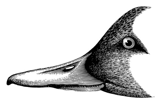 Pin tail Duck Head vintage illustration.