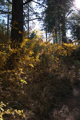 Last days of summer along a mountain hiking trail with fall colors in the later afternoon sunlight