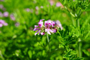 Pink flowers of citronella geranium (pelargonium odorantissimum)