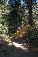 Fototapeta premium Hiking trail in the early fall with late sunlight bringing out the golden yellows along the trail.