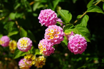 Fototapeta premium Yellow, orange and pink clusters of lantana flowers in bloom