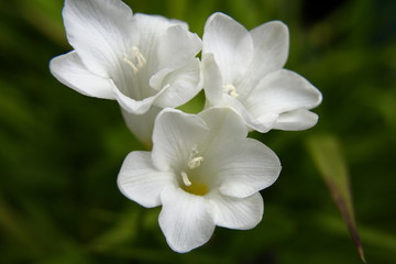 White "Ixia" bulb flowers