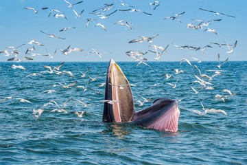 Bryde's Whale in Bangtaboon Thailand 