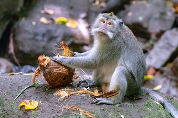 Macaque Monkey with Coconut