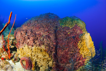 A gigantic barrel sponge thatt has taken centuries to grow has caught a disease that is making it turn yellow and die. This sad sight is a visual representation of the dying ocean