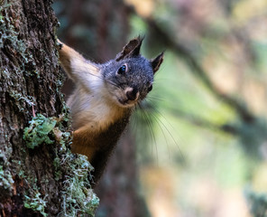 A curious squirrel in an Oregon forest