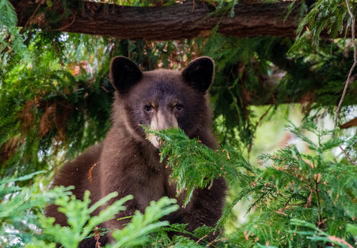 A bear cub perched in a tree in Ashland, Oregon