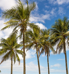 Coconut palms background with blue gradient sky